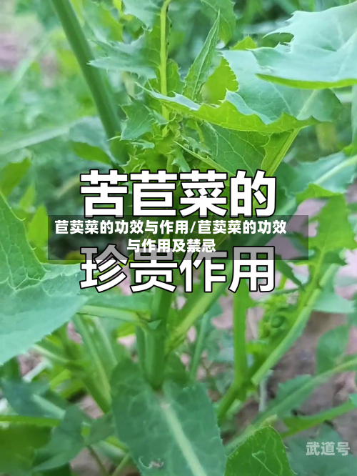 苣荬菜的功效与作用/苣荬菜的功效与作用及禁忌