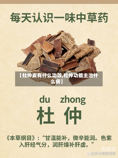 【杜仲皮有什么功效,杜仲功能主治什么病】