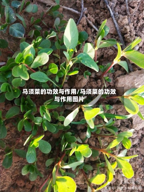 马须菜的功效与作用/马须菜的功效与作用图片