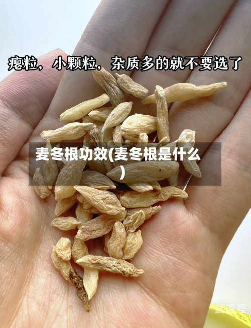 麦冬根功效(麦冬根是什么)