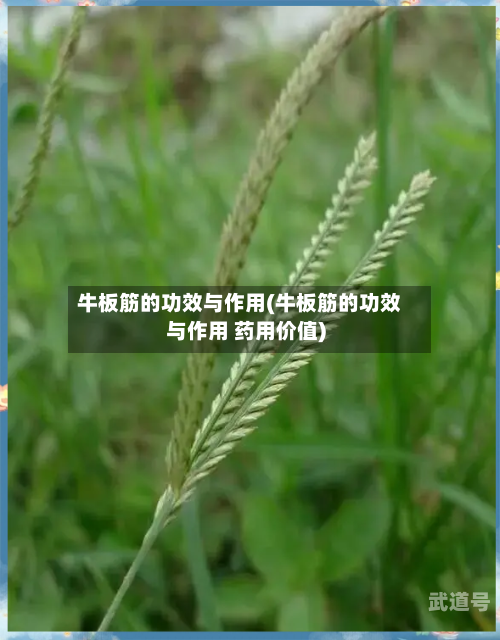 牛板筋的功效与作用(牛板筋的功效与作用 药用价值)