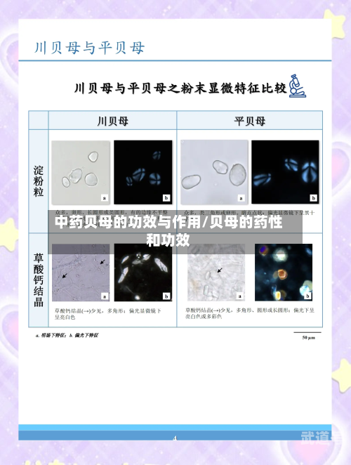 中药贝母的功效与作用/贝母的药性和功效