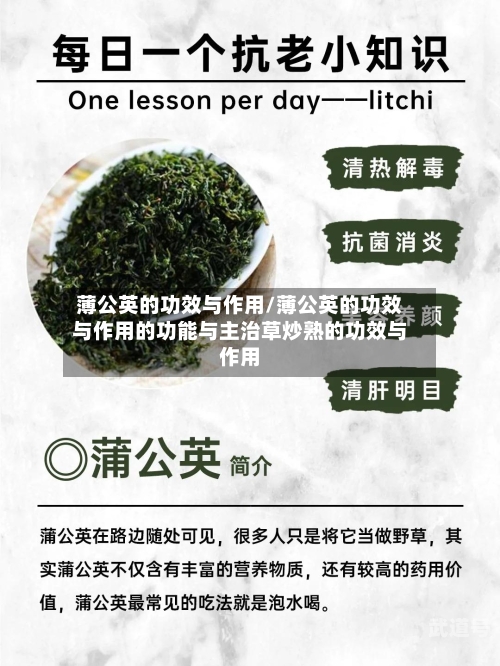薄公英的功效与作用/薄公英的功效与作用的功能与主治草炒熟的功效与作用