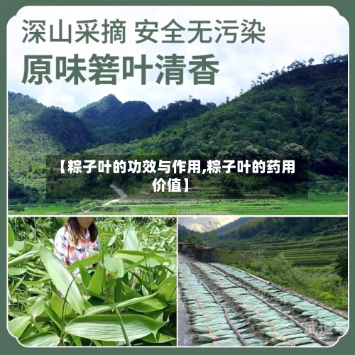 【粽子叶的功效与作用,粽子叶的药用价值】