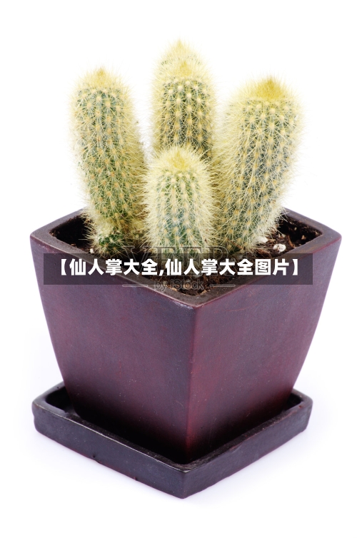 【仙人掌大全,仙人掌大全图片】