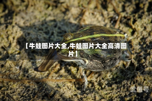【牛蛙图片大全,牛蛙图片大全高清图片】