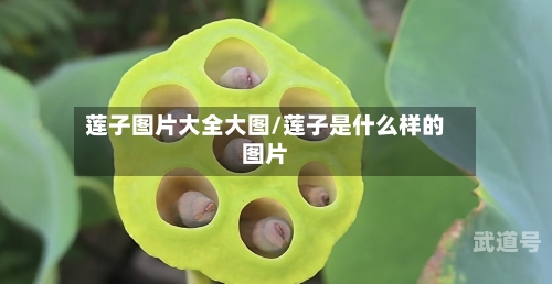 莲子图片大全大图/莲子是什么样的图片