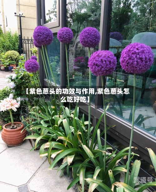 【紫色葱头的功效与作用,紫色葱头怎么吃好吃】