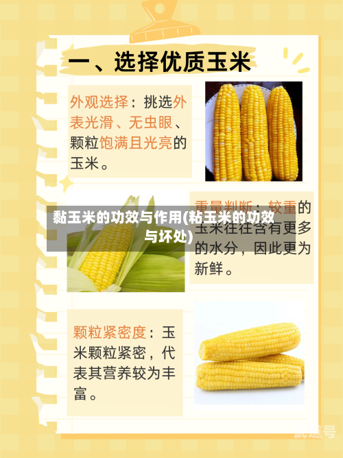 黏玉米的功效与作用(粘玉米的功效与坏处)