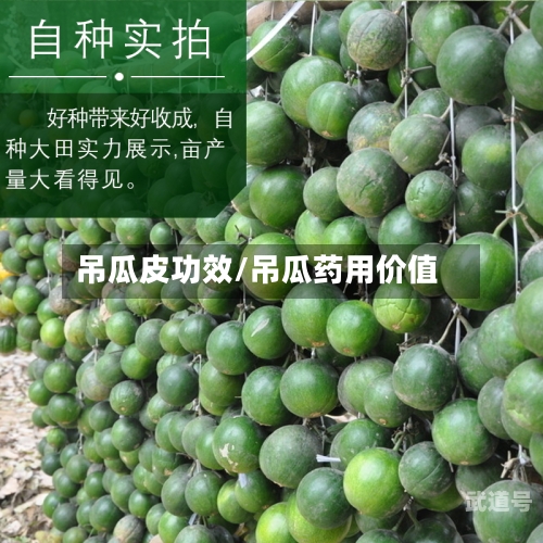 吊瓜皮功效/吊瓜药用价值