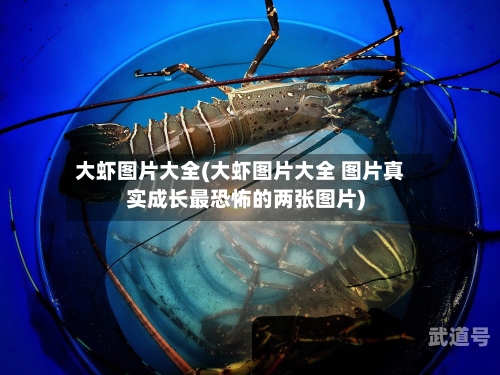 大虾图片大全(大虾图片大全 图片真实成长最恐怖的两张图片)