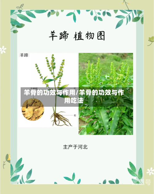 羊骨的功效与作用/羊骨的功效与作用吃法
