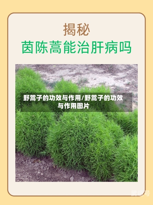野蒿子的功效与作用/野蒿子的功效与作用图片