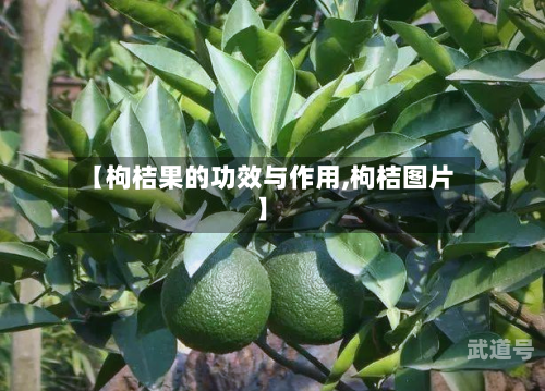 【枸桔果的功效与作用,枸桔图片】
