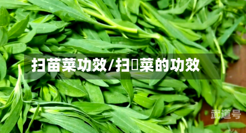 扫苗菜功效/扫箒菜的功效