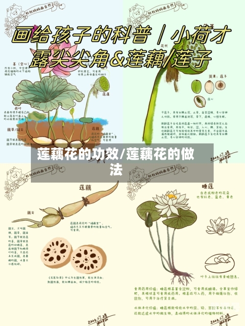 莲藕花的功效/莲藕花的做法