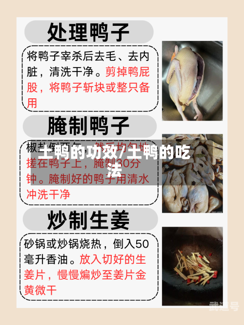 土鸭的功效/土鸭的吃法