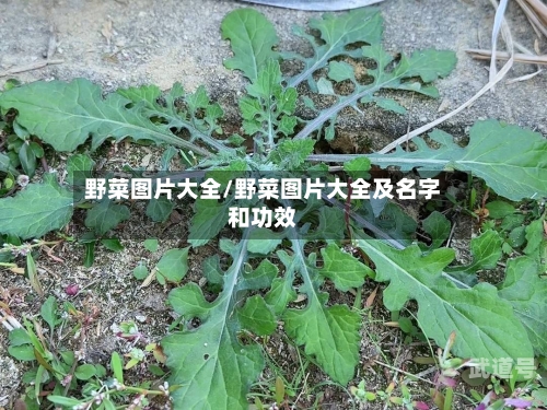 野菜图片大全/野菜图片大全及名字和功效
