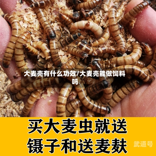 大麦壳有什么功效/大麦壳能做饲料吗