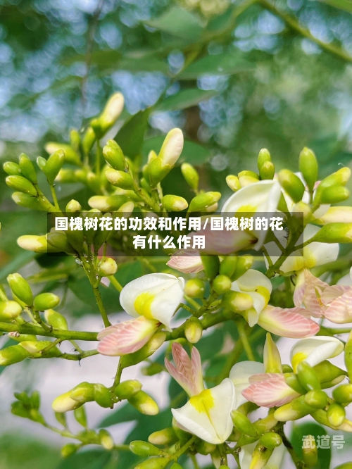 国槐树花的功效和作用/国槐树的花有什么作用