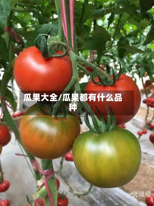 瓜果大全/瓜果都有什么品种