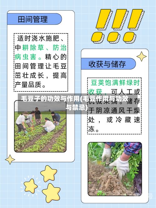 毛豆子的功效与作用(毛豆作用与功效与禁忌)