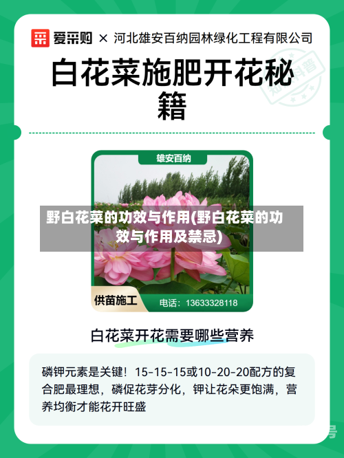 野白花菜的功效与作用(野白花菜的功效与作用及禁忌)