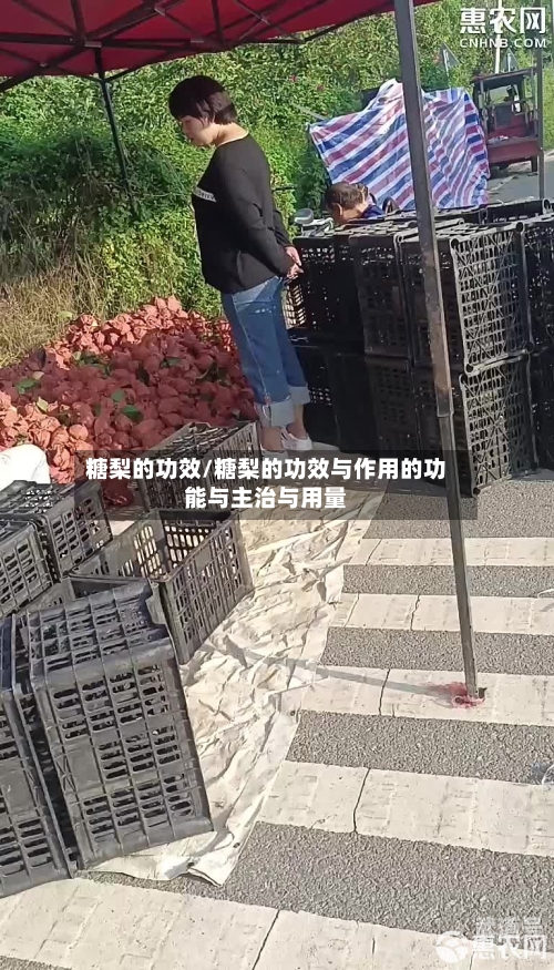 糖梨的功效/糖梨的功效与作用的功能与主治与用量