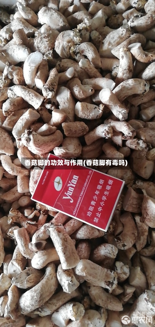 香菇脚的功效与作用(香菇脚有毒吗)