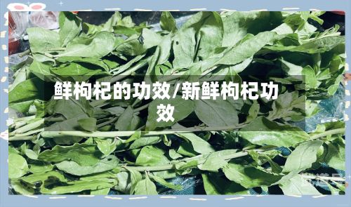 鲜枸杞的功效/新鲜枸杞功效