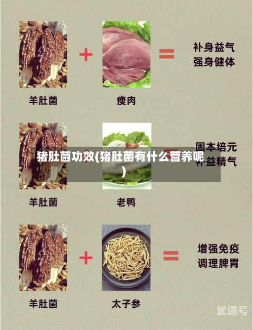 猪肚菌功效(猪肚菌有什么营养呢)-第3张图片