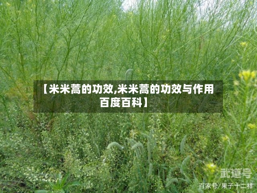 【米米蒿的功效,米米蒿的功效与作用百度百科】