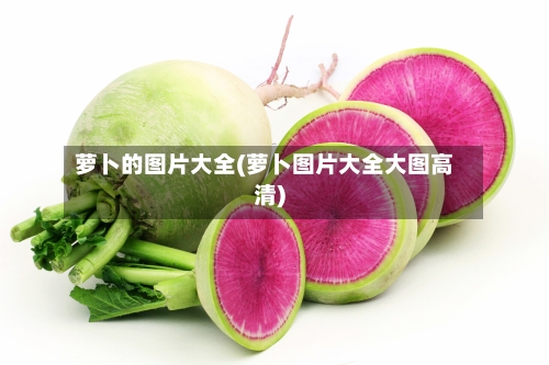 萝卜的图片大全(萝卜图片大全大图高清)