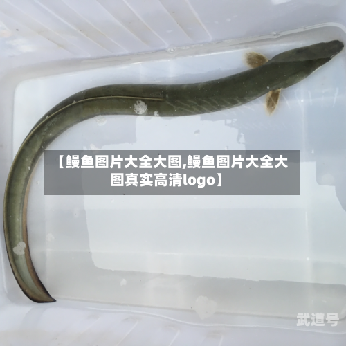 【鳗鱼图片大全大图,鳗鱼图片大全大图真实高清logo】