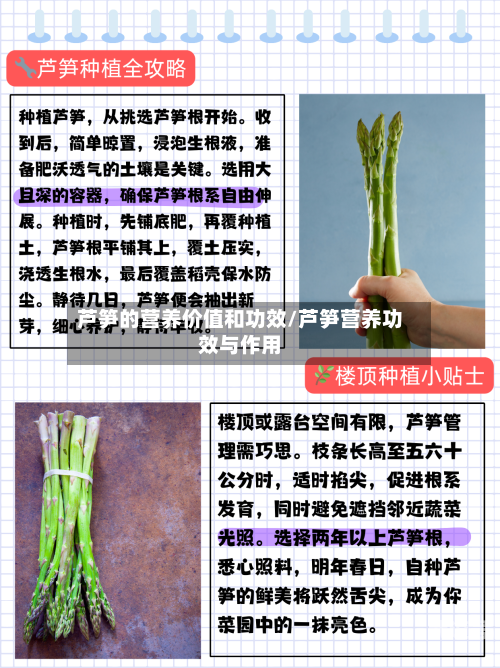 芦笋的营养价值和功效/芦笋营养功效与作用