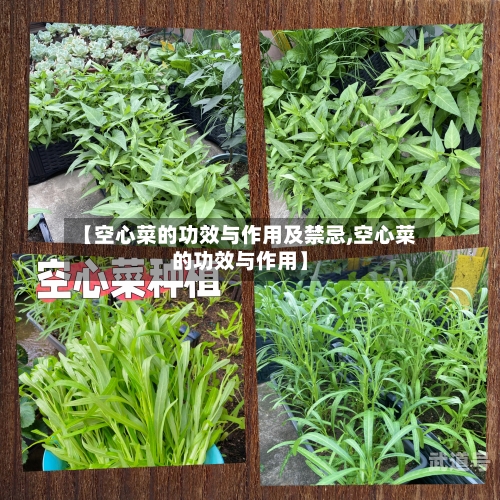 【空心菜的功效与作用及禁忌,空心菜的功效与作用】