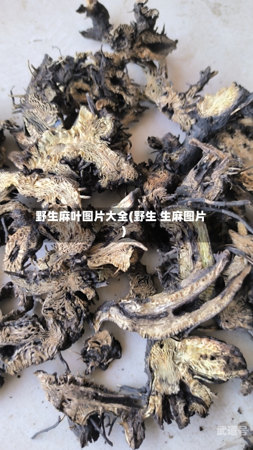 野生麻叶图片大全(野生 生麻图片)-第3张图片