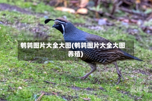 鹌鹑图片大全大图(鹌鹑图片大全大图 养殖)-第3张图片