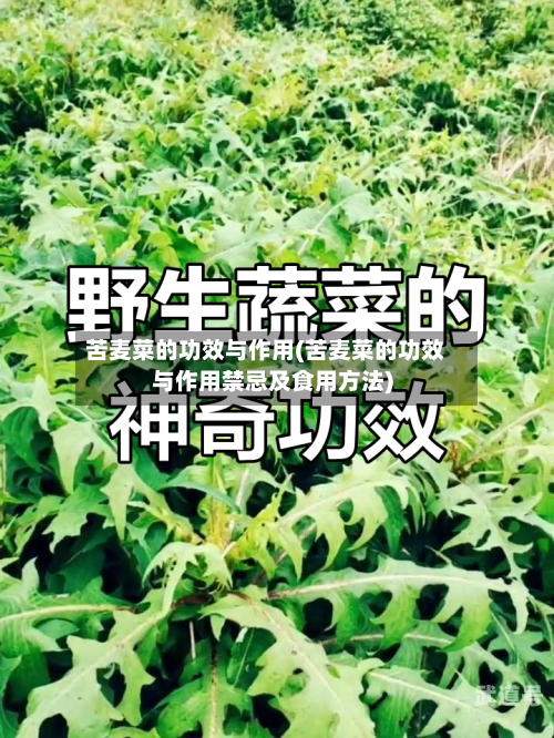 苦麦菜的功效与作用(苦麦菜的功效与作用禁忌及食用方法)