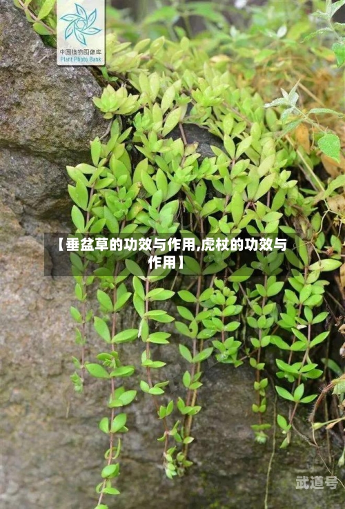 【垂盆草的功效与作用,虎杖的功效与作用】