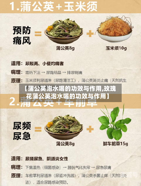 【蒲公英泡水喝的功效与作用,玫瑰花蒲公英泡水喝的功效与作用】