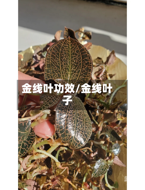 金线叶功效/金线叶子