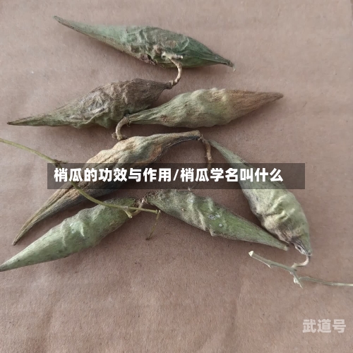 梢瓜的功效与作用/梢瓜学名叫什么