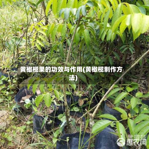 黄橄榄果的功效与作用(黄橄榄制作方法)