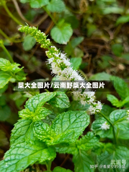 菜大全图片/云南野菜大全图片
