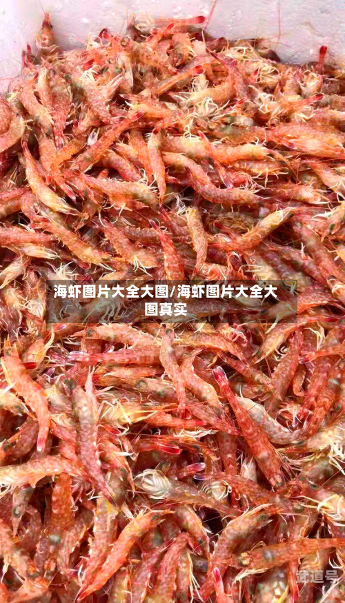 海虾图片大全大图/海虾图片大全大图真实