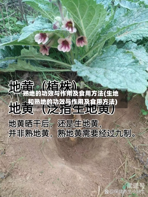 熟地的功效与作用及食用方法(生地和熟地的功效与作用及食用方法)