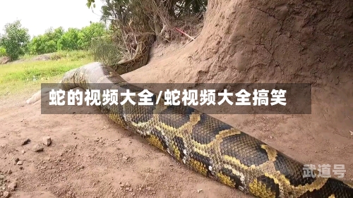 蛇的视频大全/蛇视频大全搞笑