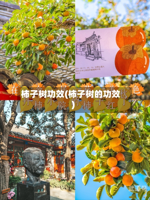 柿子树功效(柿子树的功效)
