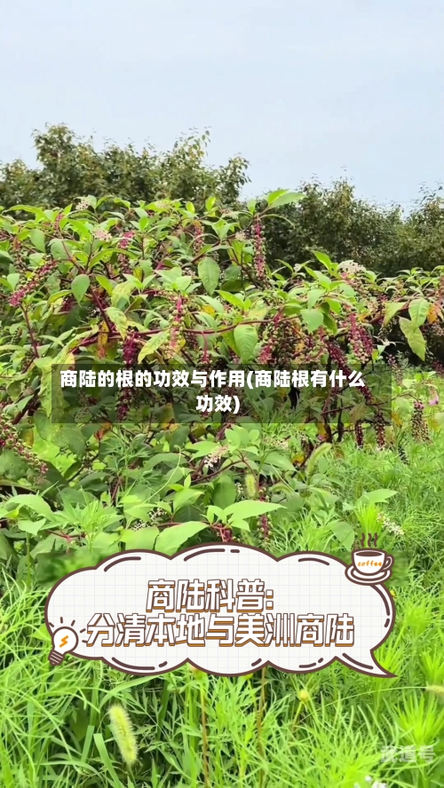 商陆的根的功效与作用(商陆根有什么功效)